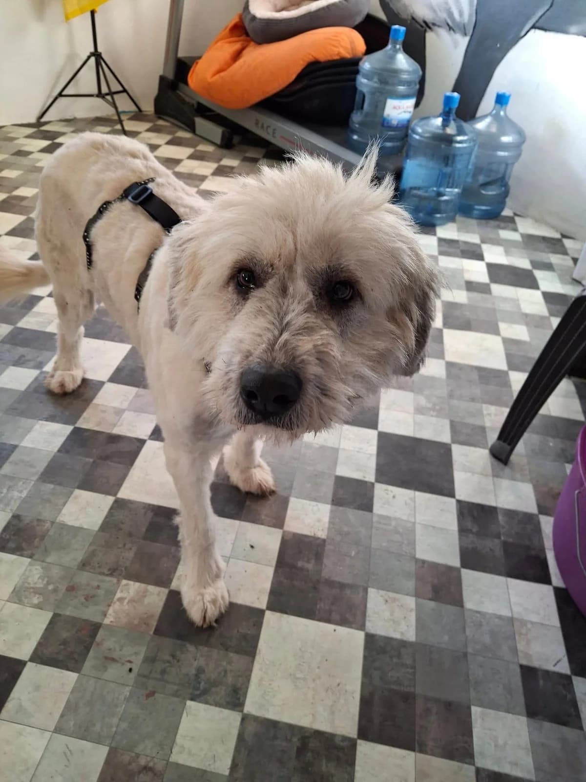 SILVER 9697 – ADOPTAT, female mixed breed for adoption at No Limit Pets, Romania