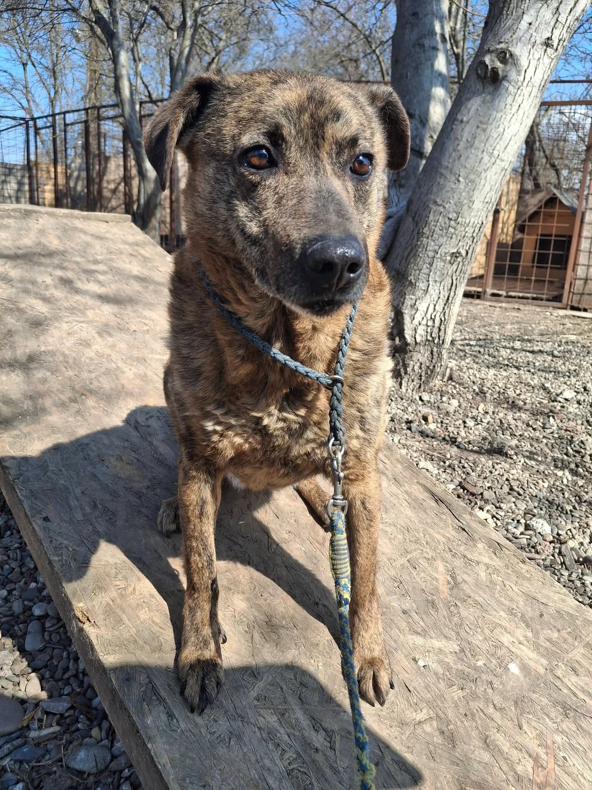 SINA 3418, female young Mixed Breed for adoption at No Limit Pets, Romania