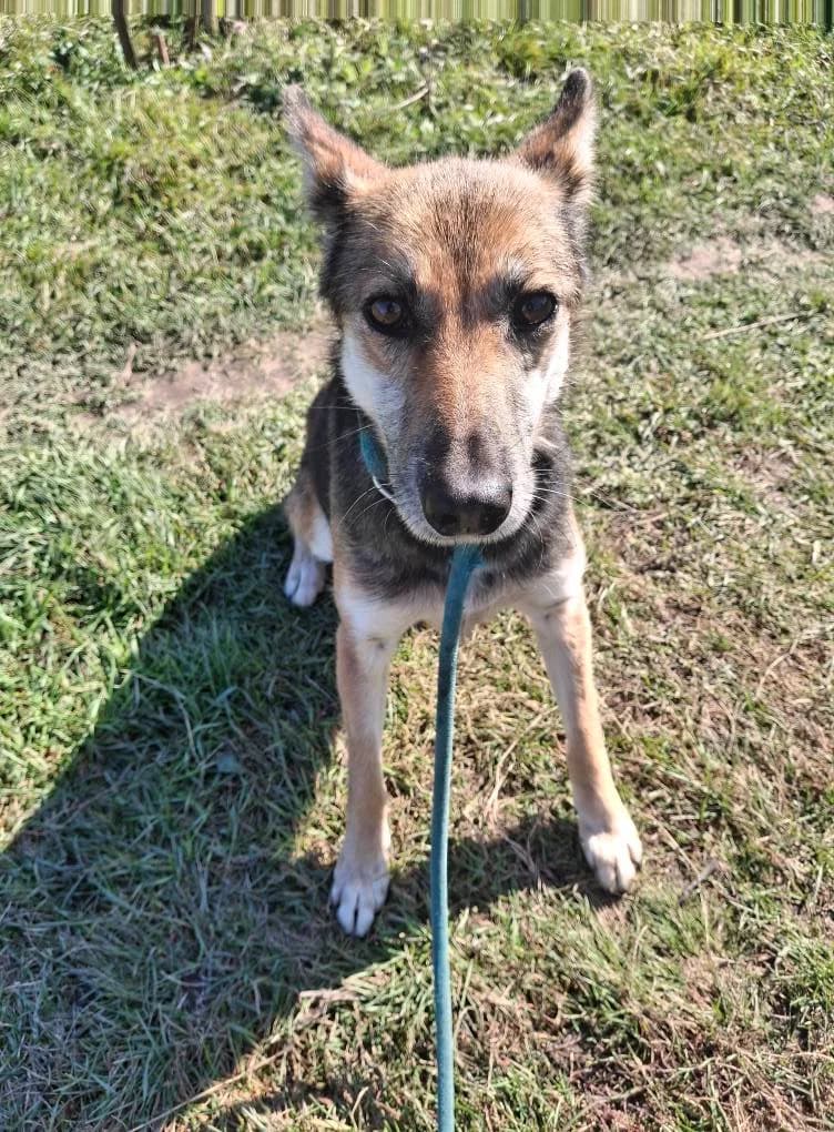 SINA 7850 – adoptat, female young Mixed Breed for adoption at No Limit Pets, Romania