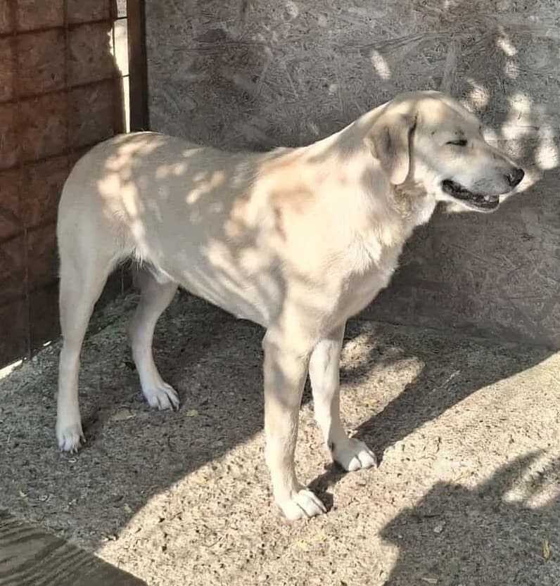 SJEF-8887, male young Mixed Breed for adoption at No Limit Pets, Romania
