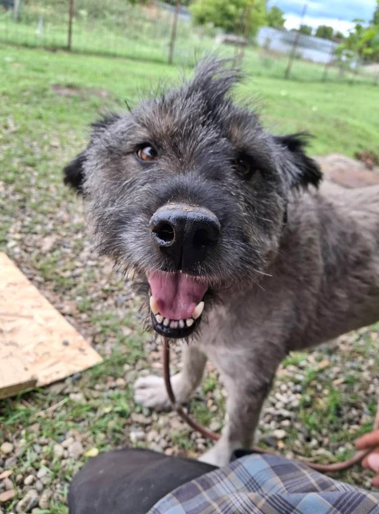 SKY 0394, male 3yo mixed breed for adoption at No Limit Pets, Romania