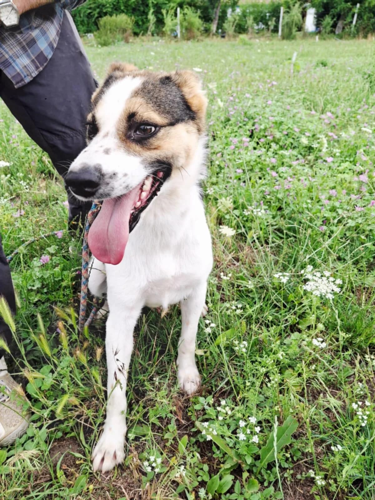 SNOOPY 9682, male young mixed breed for adoption at No Limit Pets, Romania
