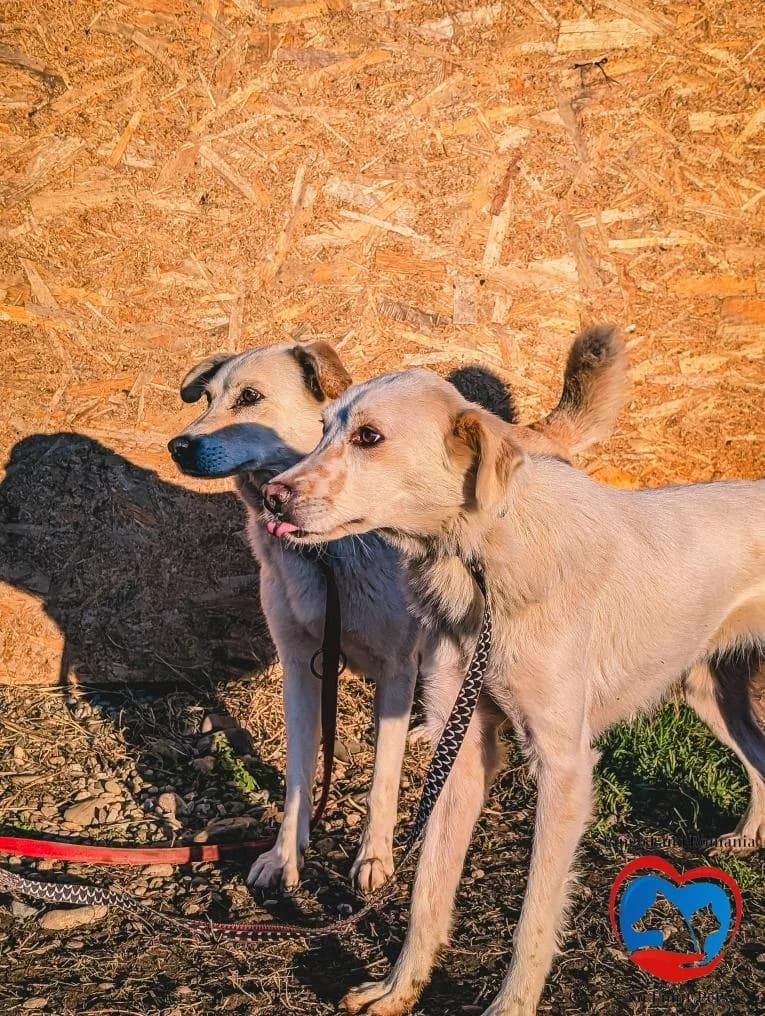 SNOW-1962, male Mixed Breed for adoption at No Limit Pets, Romania