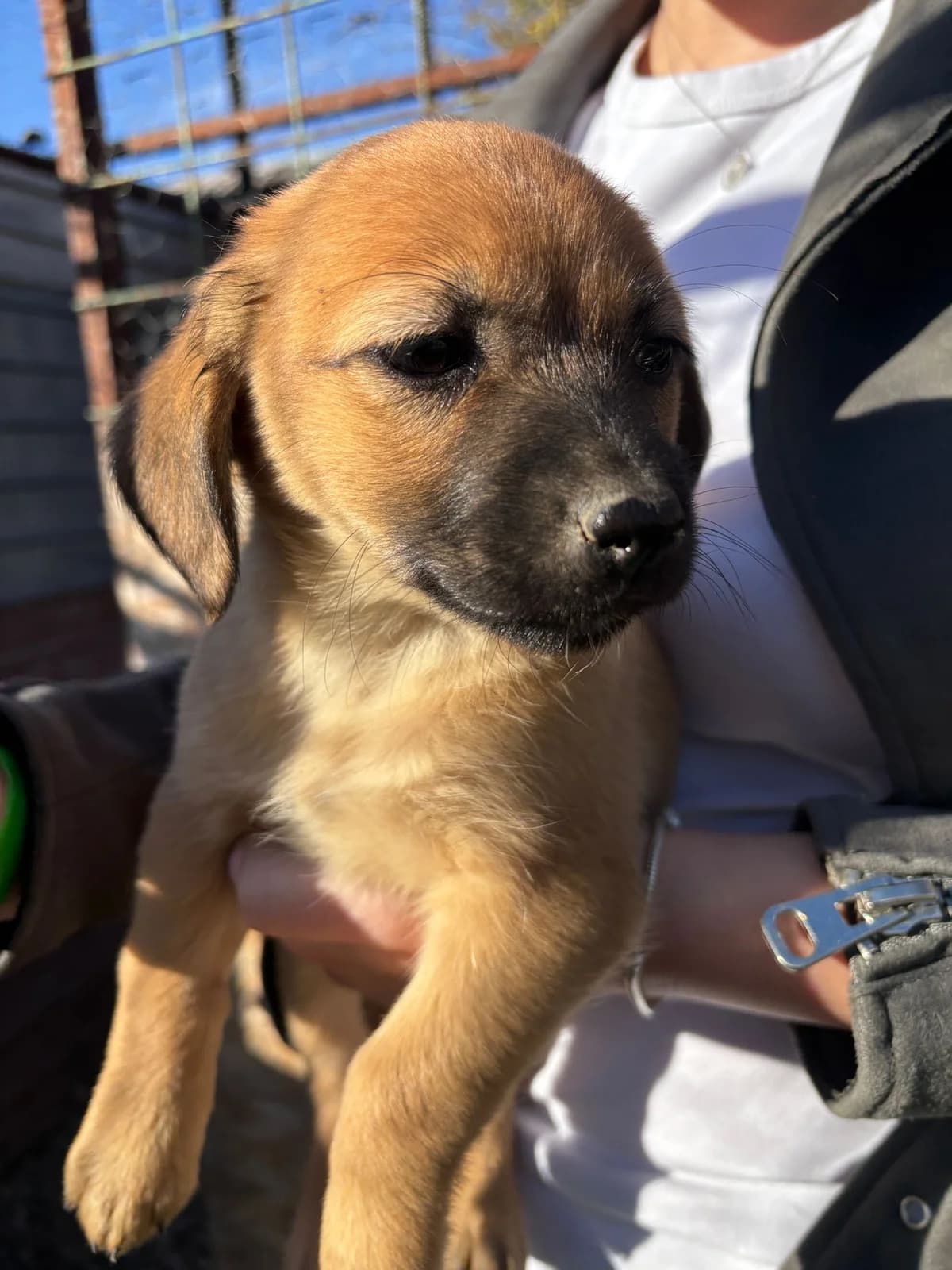 SOL- adoptat, female mixed breed for adoption at No Limit Pets, Romania