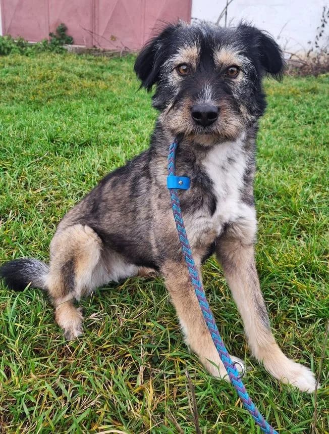 SOLEY 1910- adoptat, female mixed breed for adoption at No Limit Pets, Romania