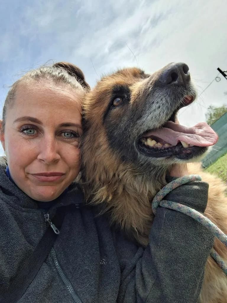 SOLON 8931, male German Shepherd for adoption at No Limit Pets, Romania