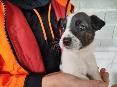 SOPHIA DOG – ADOPTAT, female mixed breed for adoption at No Limit Pets, Romania