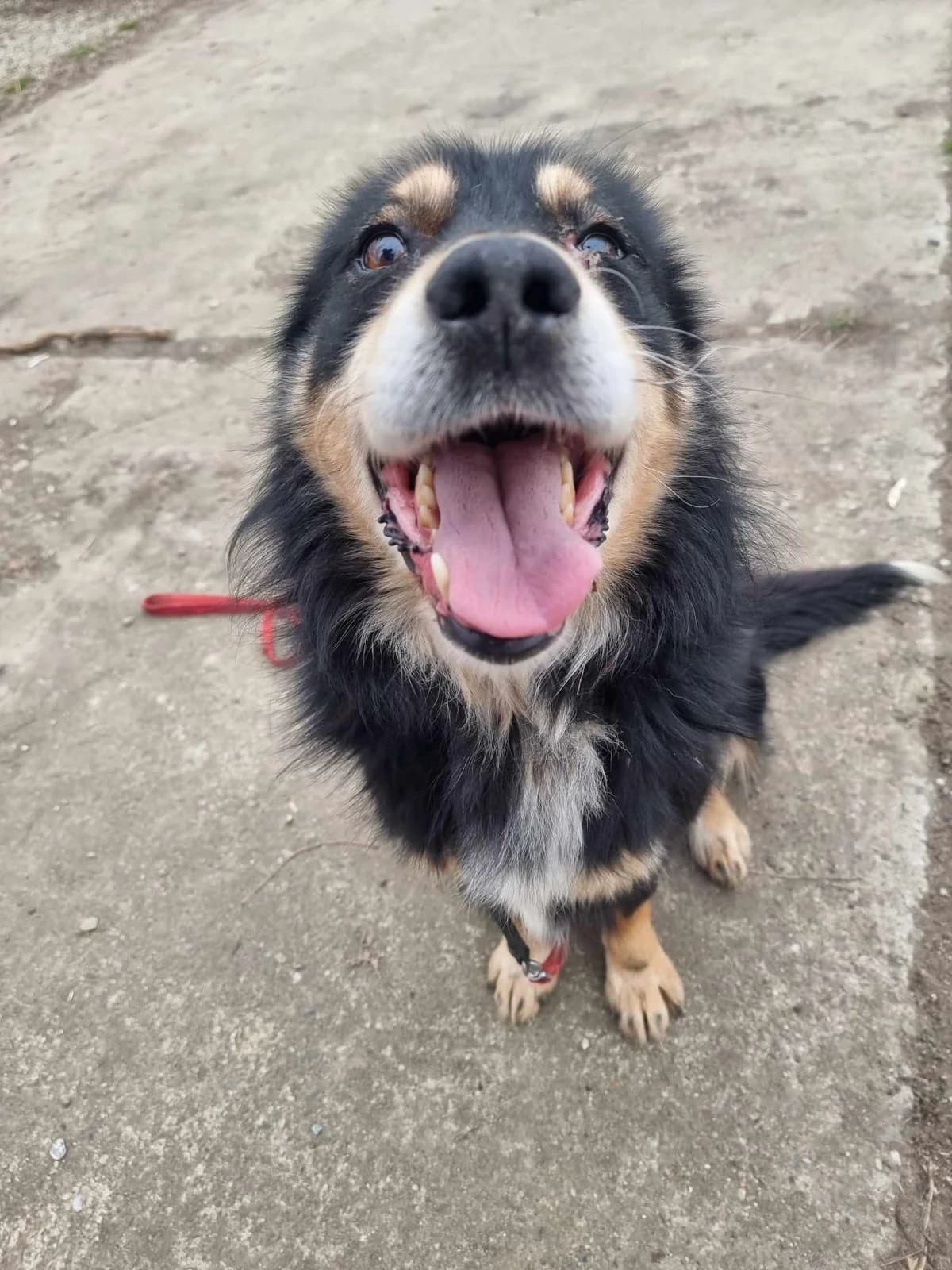 S-P-A-R-K 5845, male mixed breed for adoption at No Limit Pets, Romania