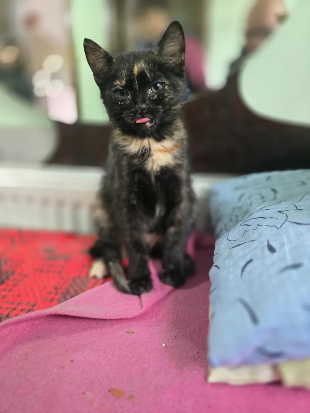 SPARK – ADOPTAT, female mixed breed for adoption at No Limit Pets, Romania