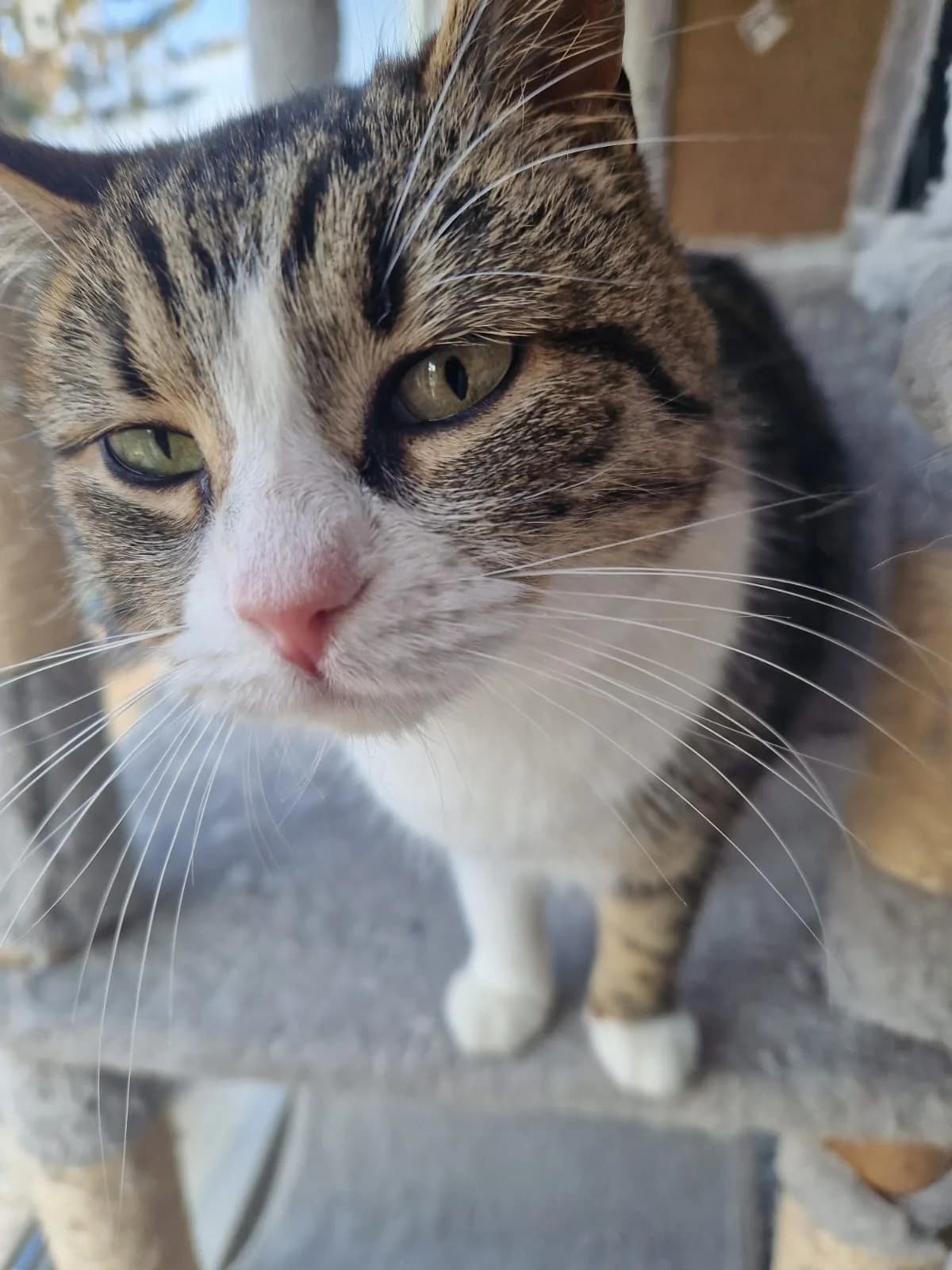 Sparky 2752 – ADOPTAT, female mixed breed for adoption at No Limit Pets, Romania