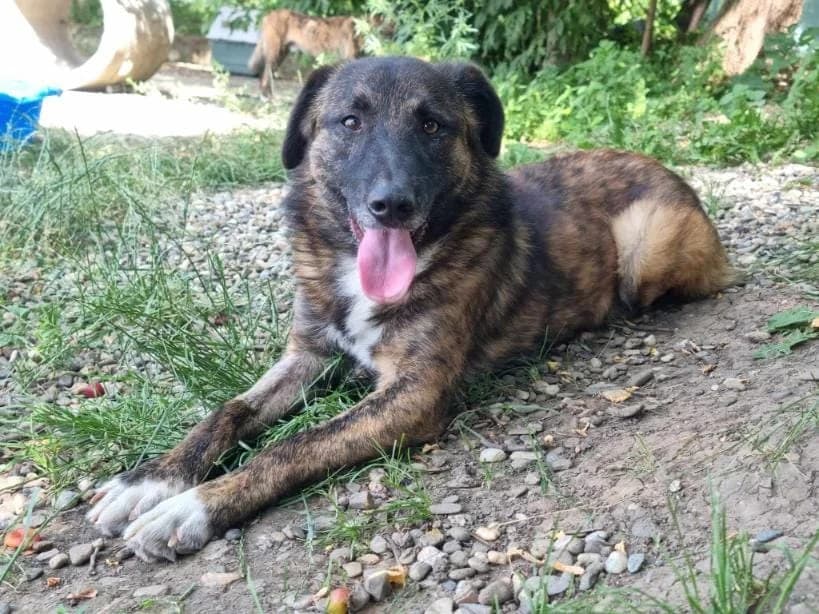 STANLEY 9551, male mixed breed for adoption at No Limit Pets, Romania