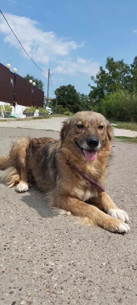 Stella 4310, female mixed breed for adoption at No Limit Pets, Romania