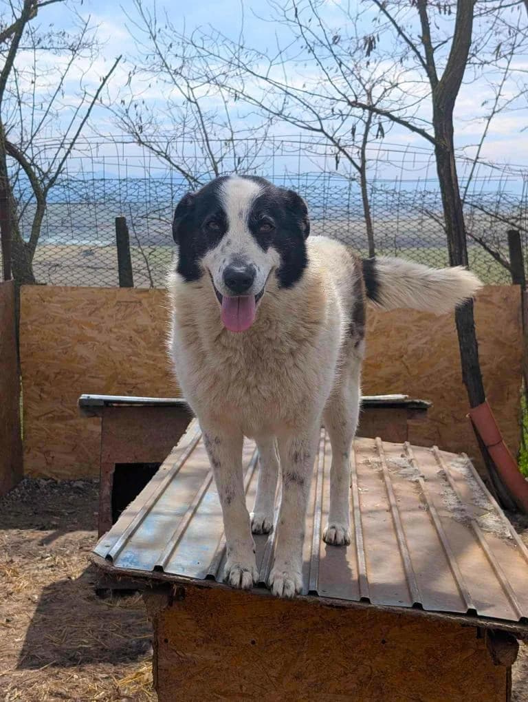 STELLA 9378, female 3yo Mixed Breed for adoption at No Limit Pets, Romania