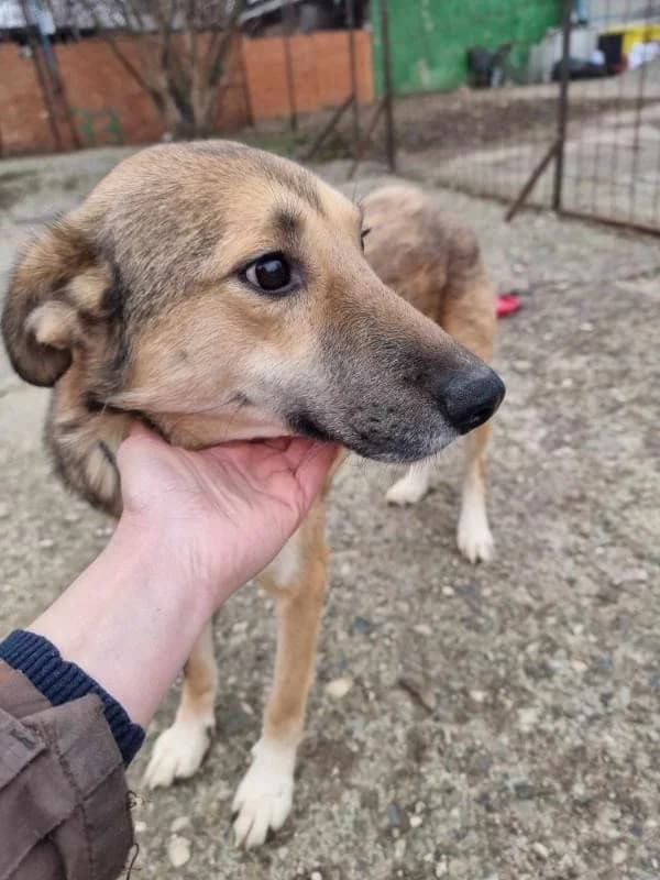 STEVIE 9553, male mixed breed for adoption at No Limit Pets, Romania