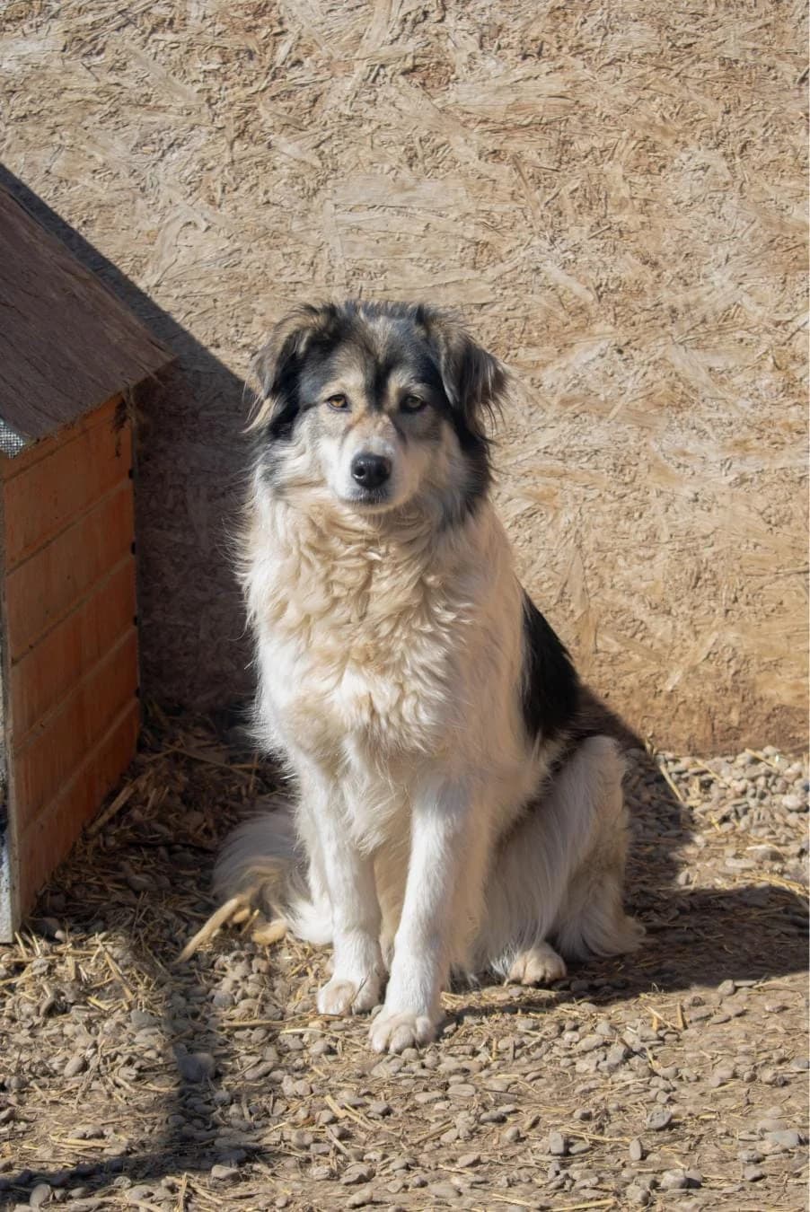 Stupsi 7588, female 7yo mixed breed for adoption at No Limit Pets, Romania