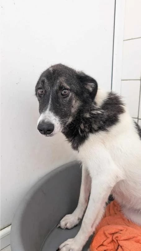 SUMMER 4507 – ADOPTAT, female mixed breed for adoption at No Limit Pets, Romania
