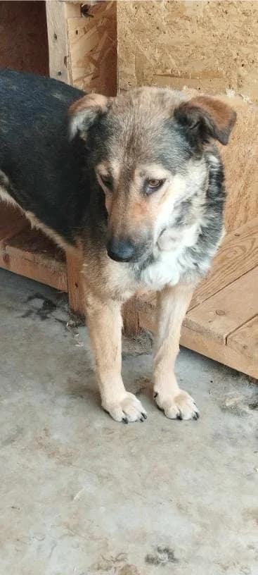 SUNNY 0127, female mixed breed for adoption at No Limit Pets, Romania
