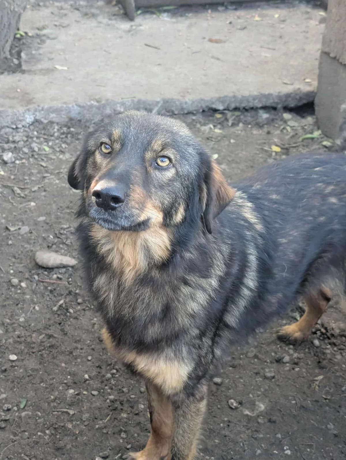 eSUNNY 7942, male Mixed Breed for adoption at No Limit Pets, Romania
