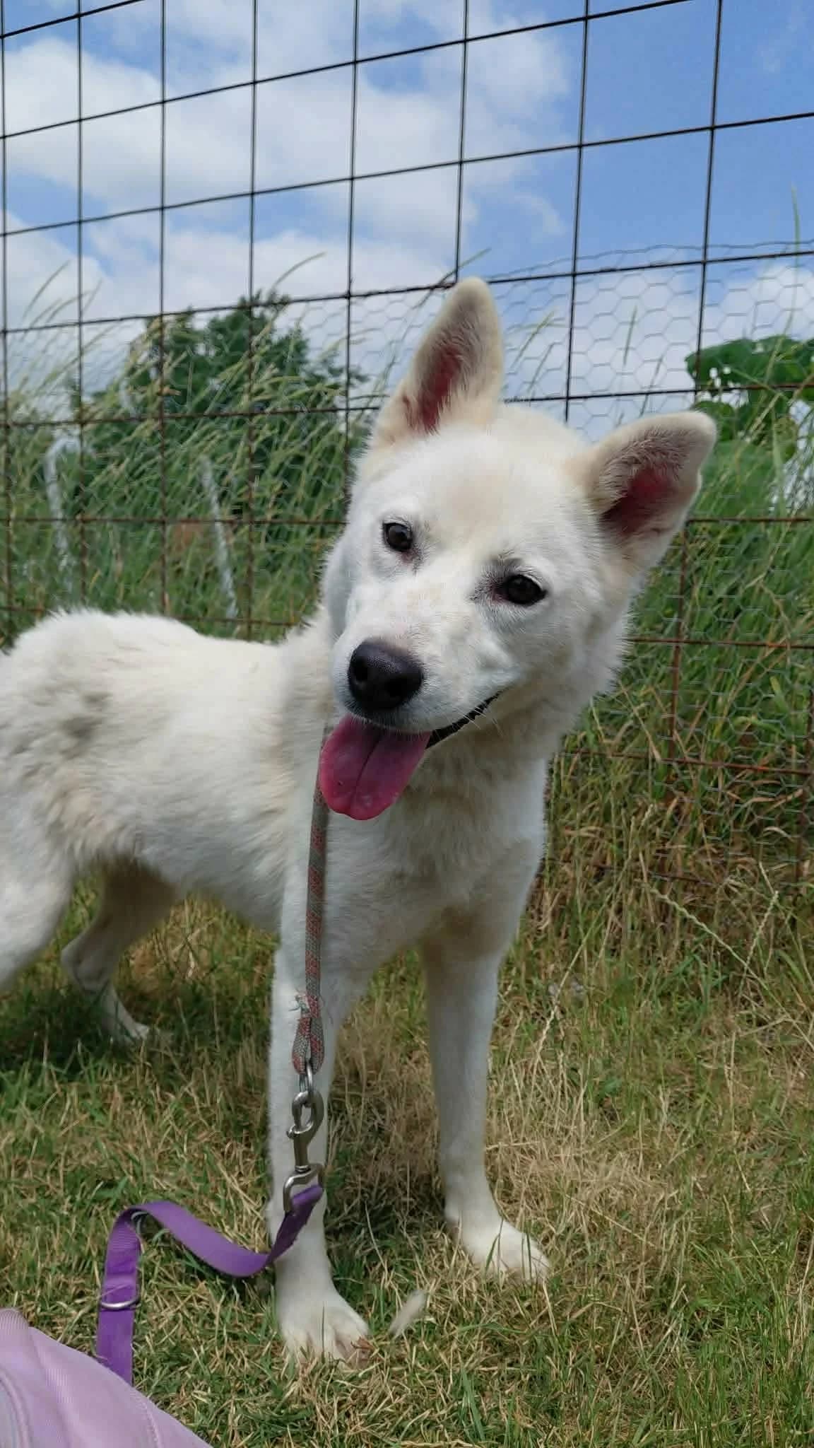 SYBERIA 5392, female Husky for adoption at No Limit Pets, Romania