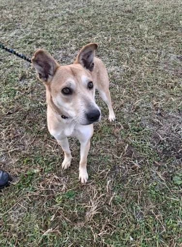 TANJA 7857 – ADOPTAT, female mixed breed for adoption at No Limit Pets, Romania