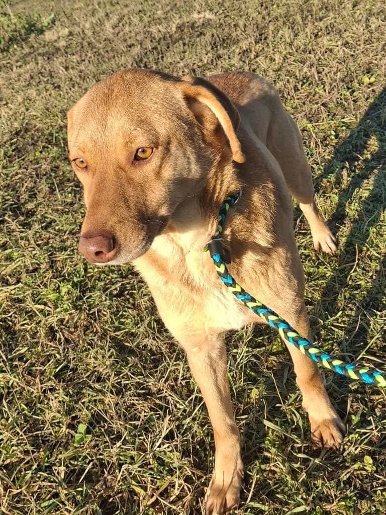 eTARI 4053- adoptat, male mixed breed for adoption at No Limit Pets, Romania