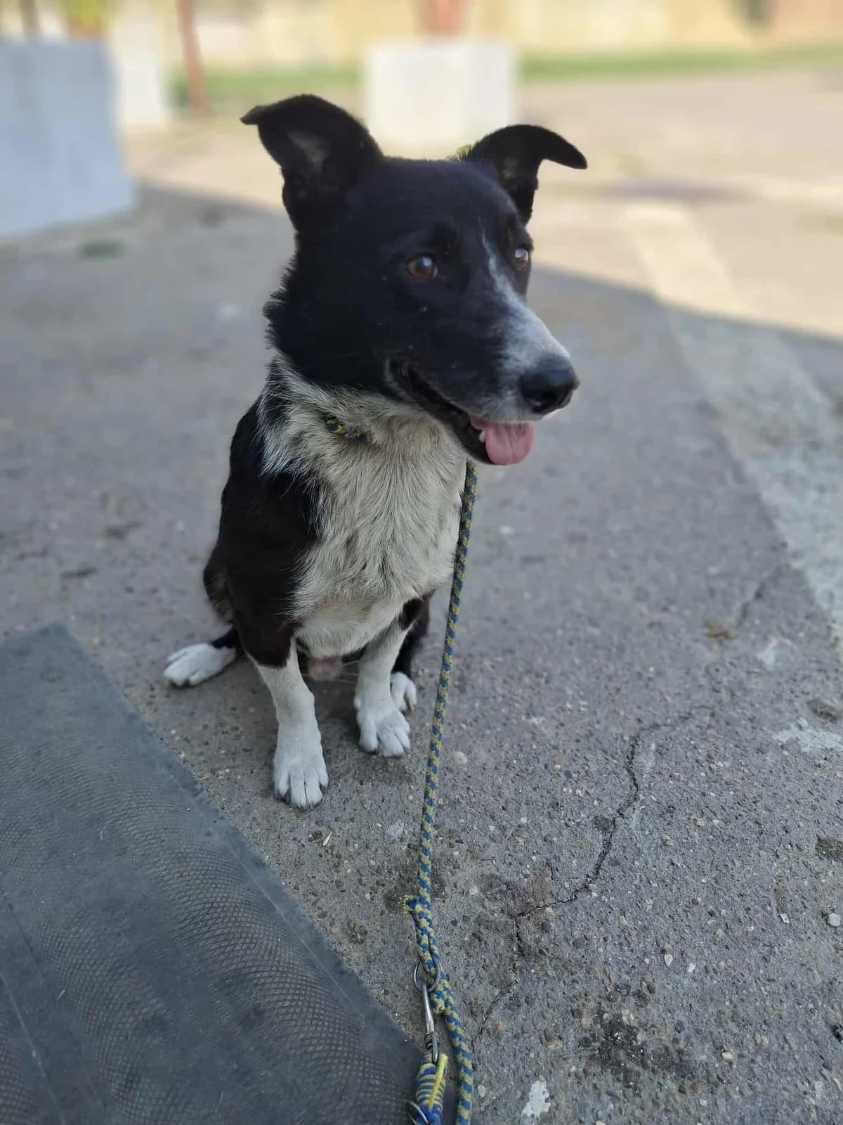 TEDDY 0327, male mixed breed for adoption at No Limit Pets, Romania
