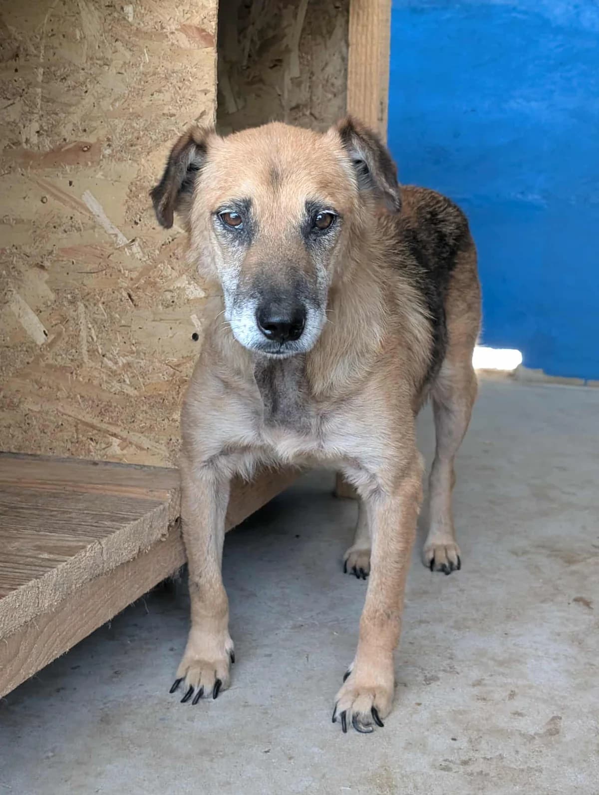 TEQUILA 0249, male 3yo mixed breed for adoption at No Limit Pets, Romania
