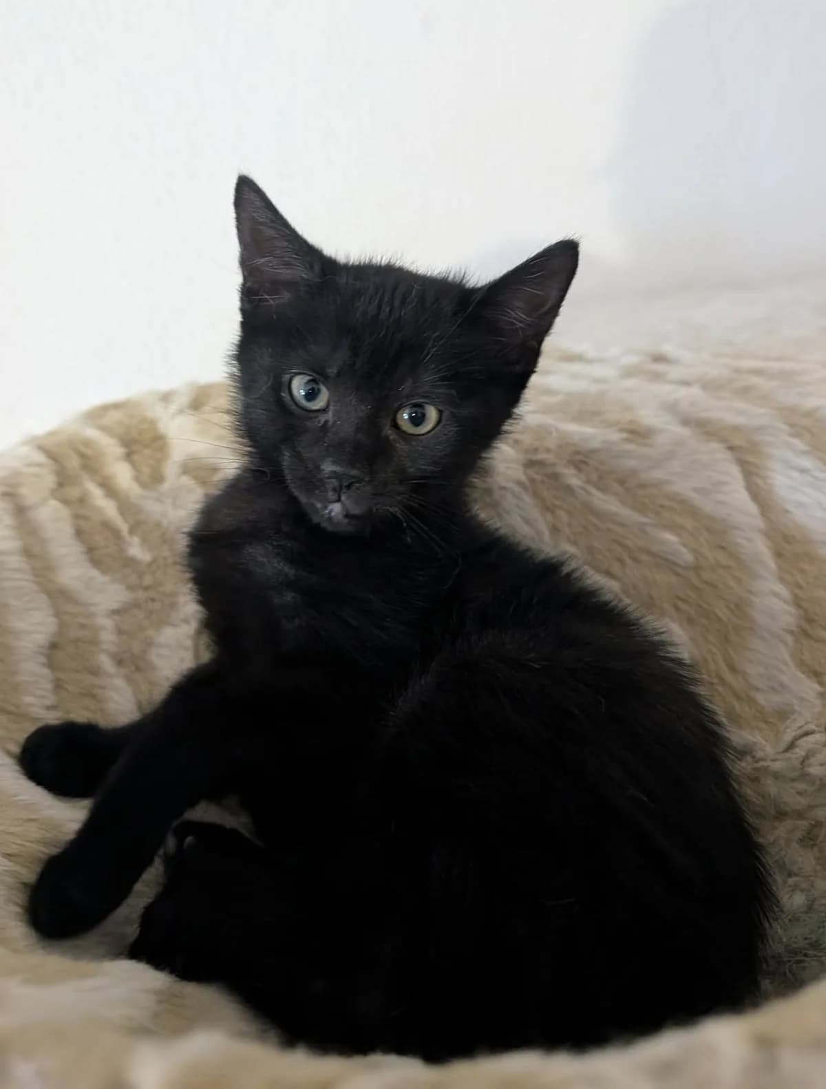 TERRA CAT- adoptat, female mixed breed for adoption at No Limit Pets, Romania