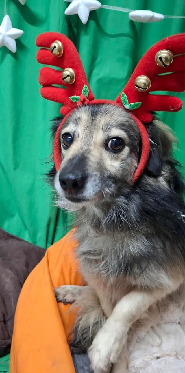 TESS 4047- adoptat, female mixed breed for adoption at No Limit Pets, Romania