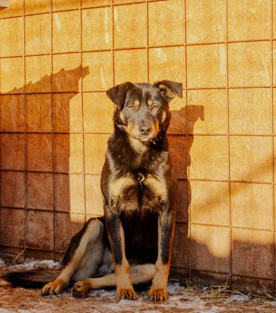 Thalo 5224, male mixed breed for adoption at No Limit Pets, Romania