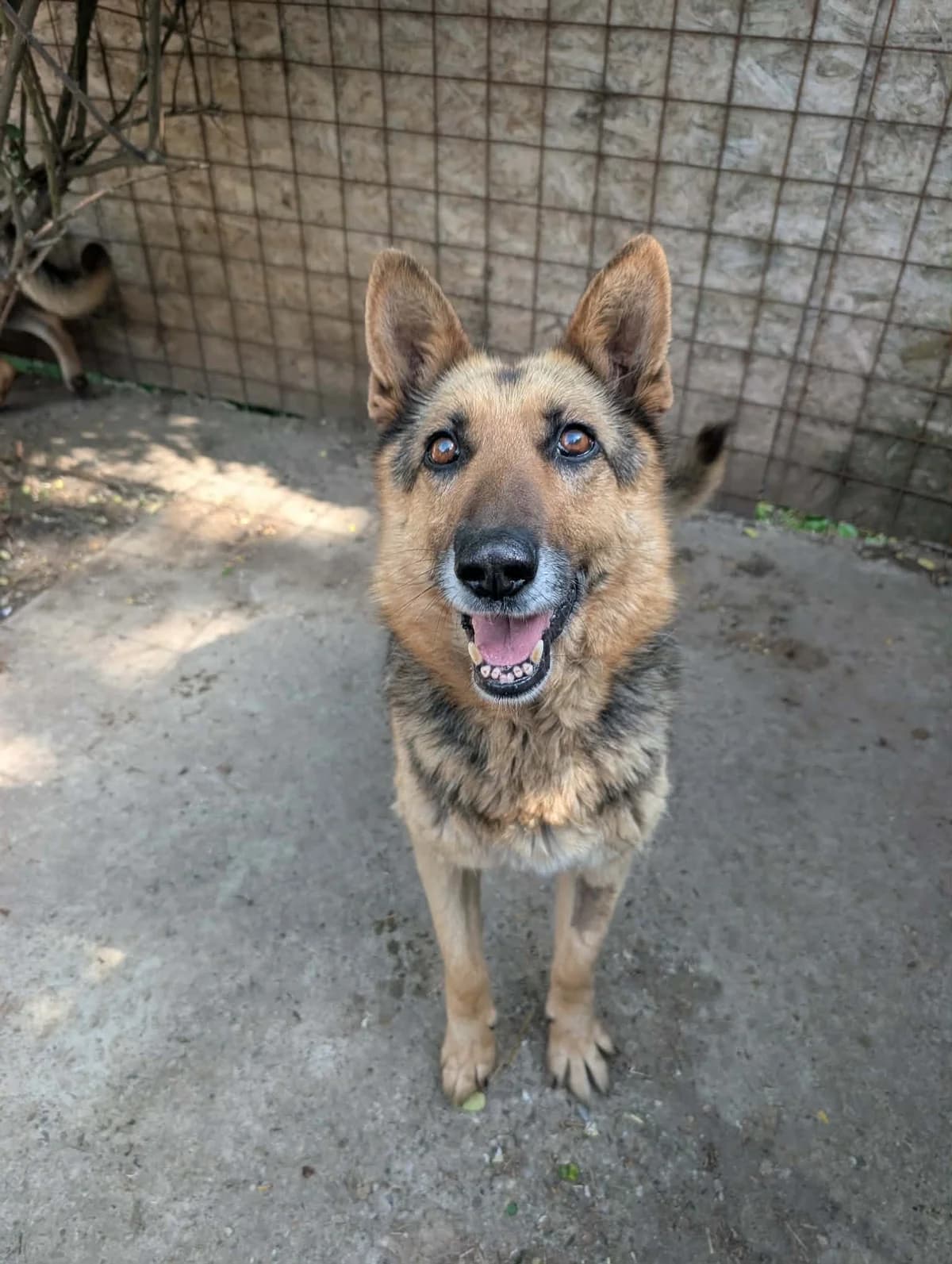THELMA 4163, female puppy German Shepherd for adoption at No Limit Pets, Romania