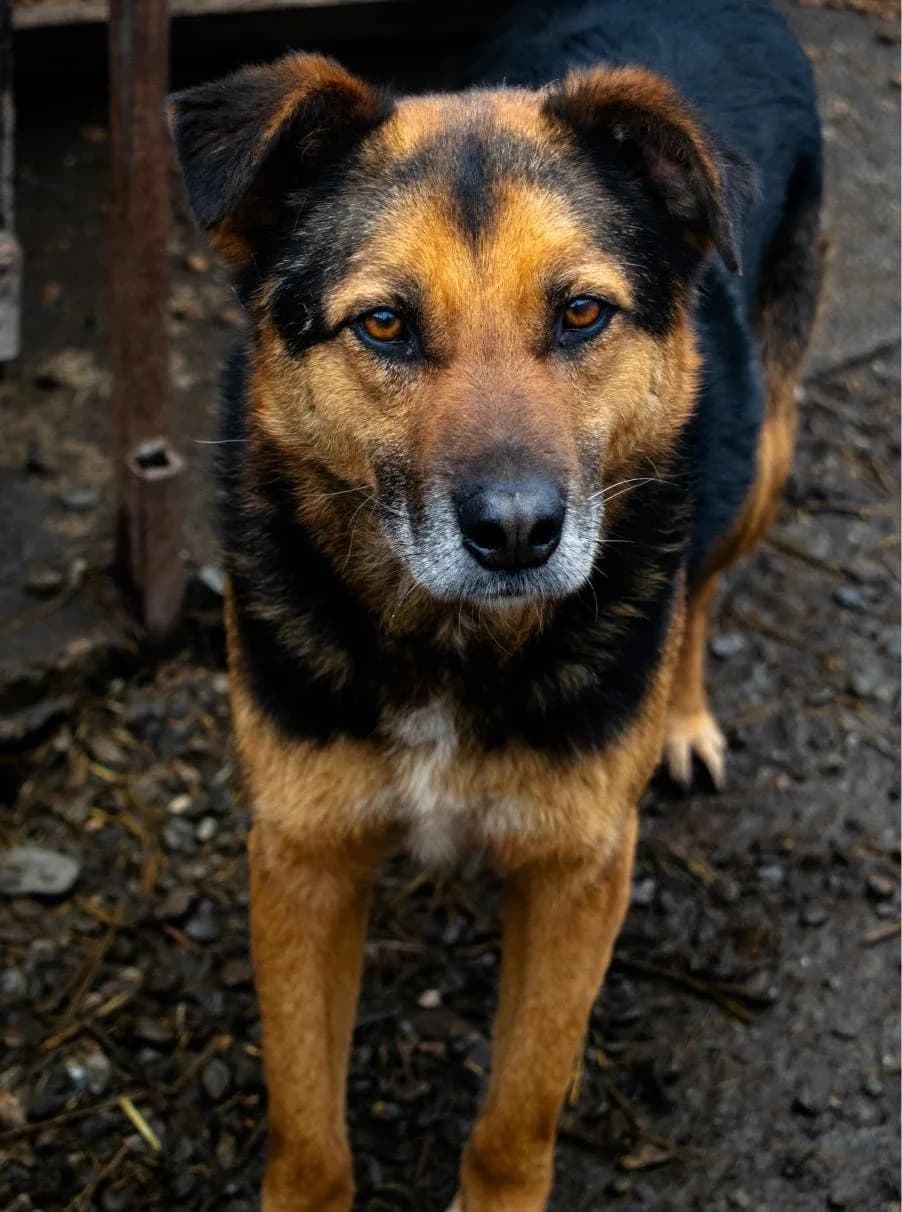 Theo 1114- ADOPTAT, male mixed breed for adoption at No Limit Pets, Romania