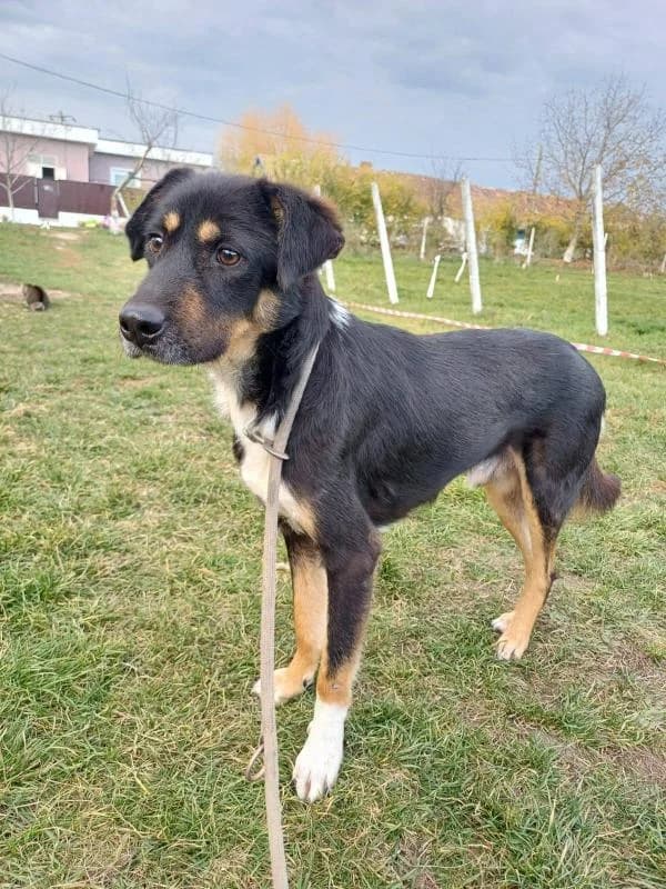 THEO 5662, male young Mixed Breed for adoption at No Limit Pets, Romania