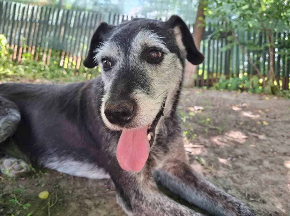 THYSON 3805, male Mixed Breed for adoption at No Limit Pets, Romania