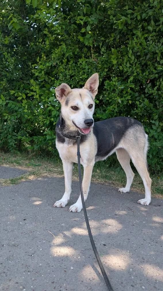 TIFFI 5848- adoptat, female Mixed Breed for adoption at No Limit Pets, Romania