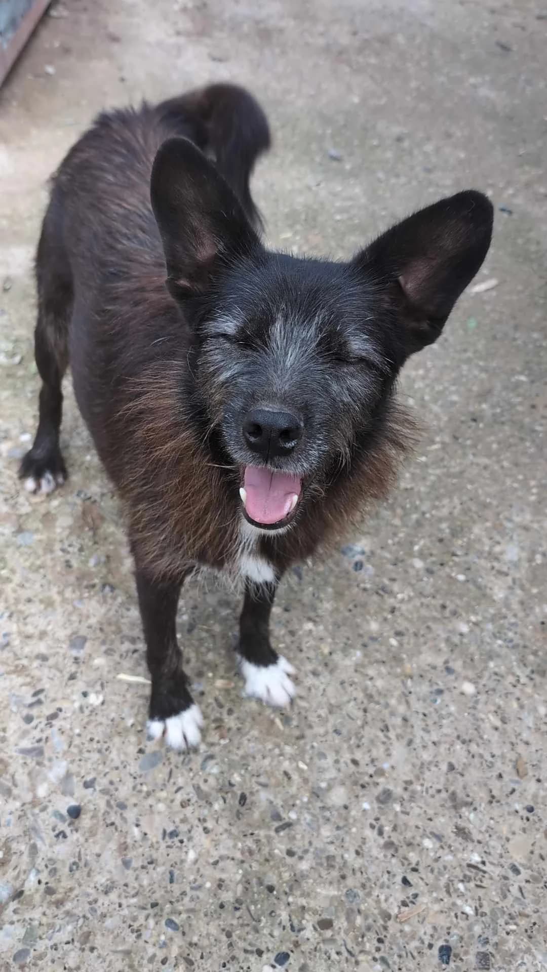 TINA 4900, female mixed breed for adoption at No Limit Pets, Romania