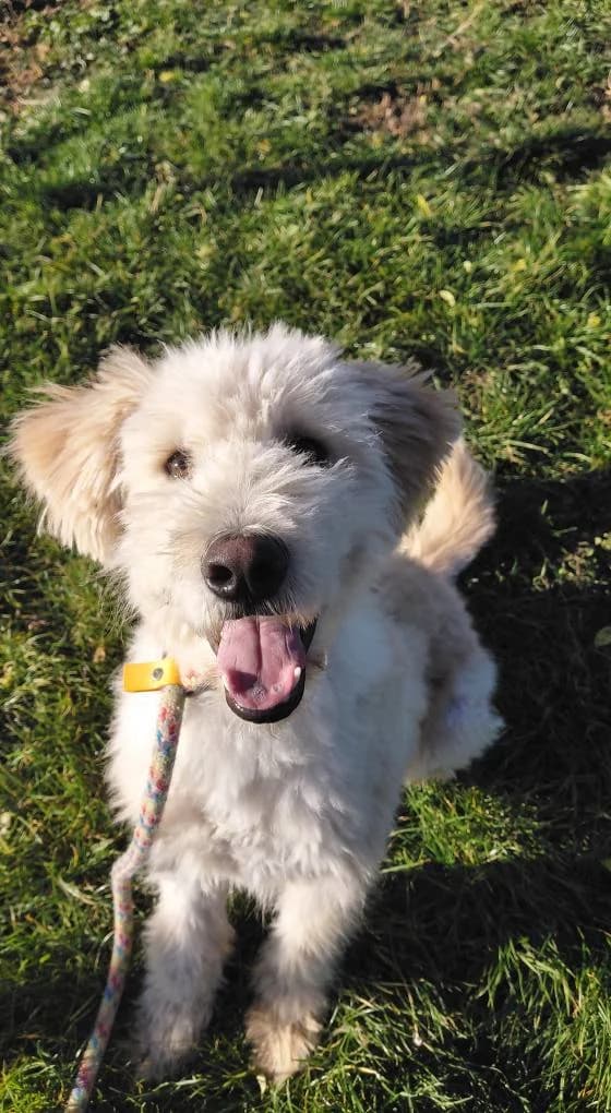 TINO, male Bichon Frisé for adoption at No Limit Pets, Romania