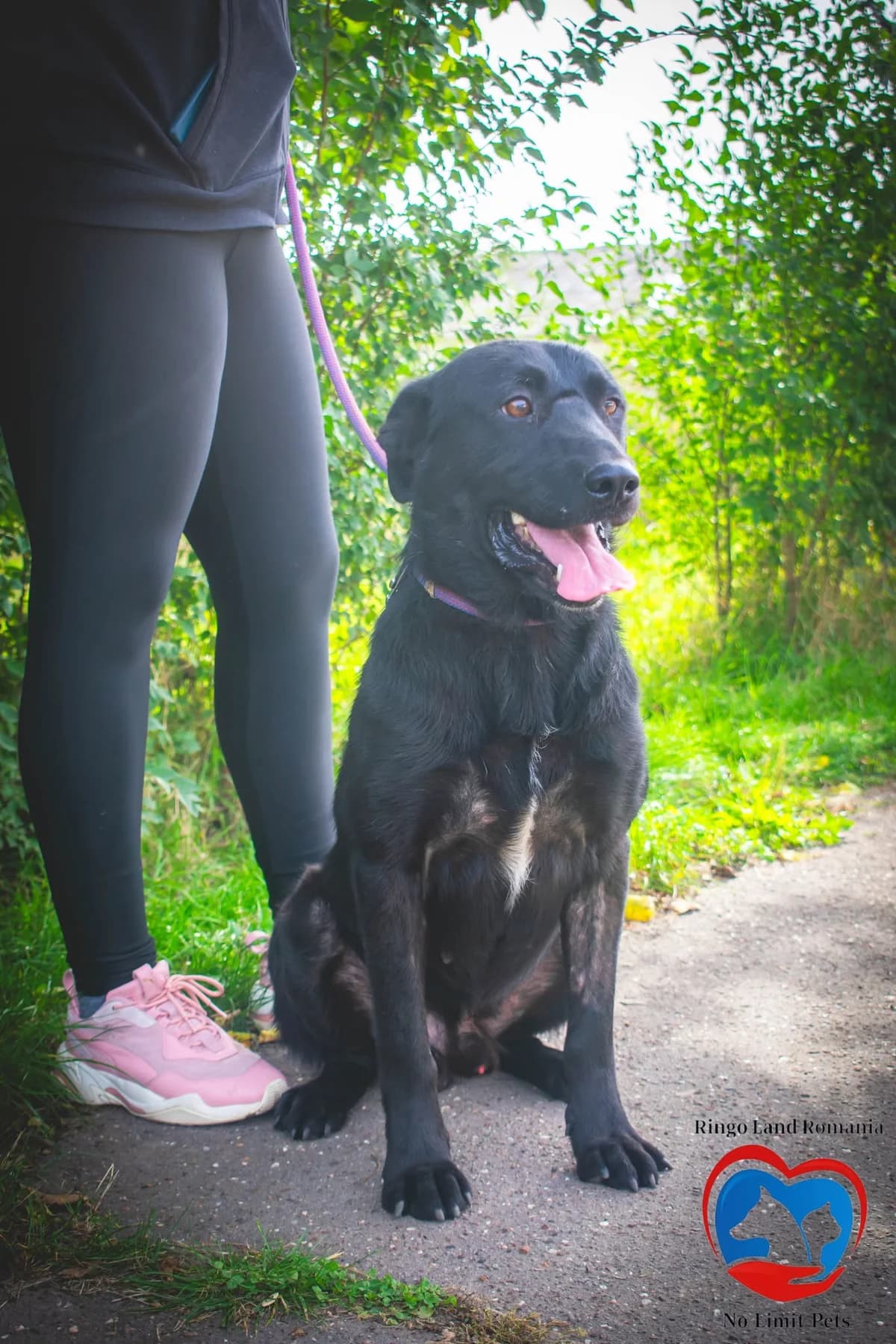 TOMBA 1735- adoptat, male young mixed breed for adoption at No Limit Pets, Romania