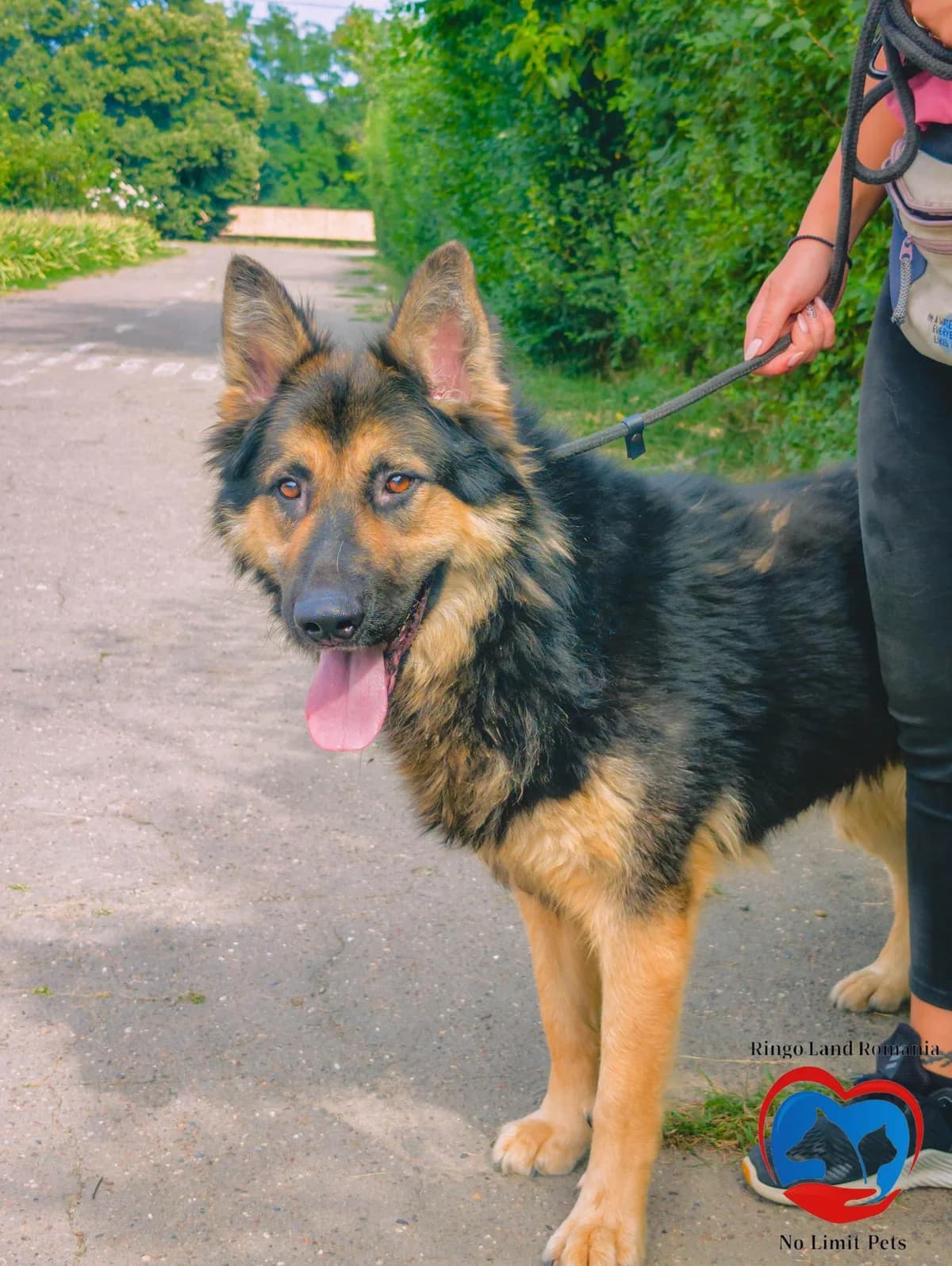 TONI 1342, male Mixed Breed for adoption at No Limit Pets, Romania