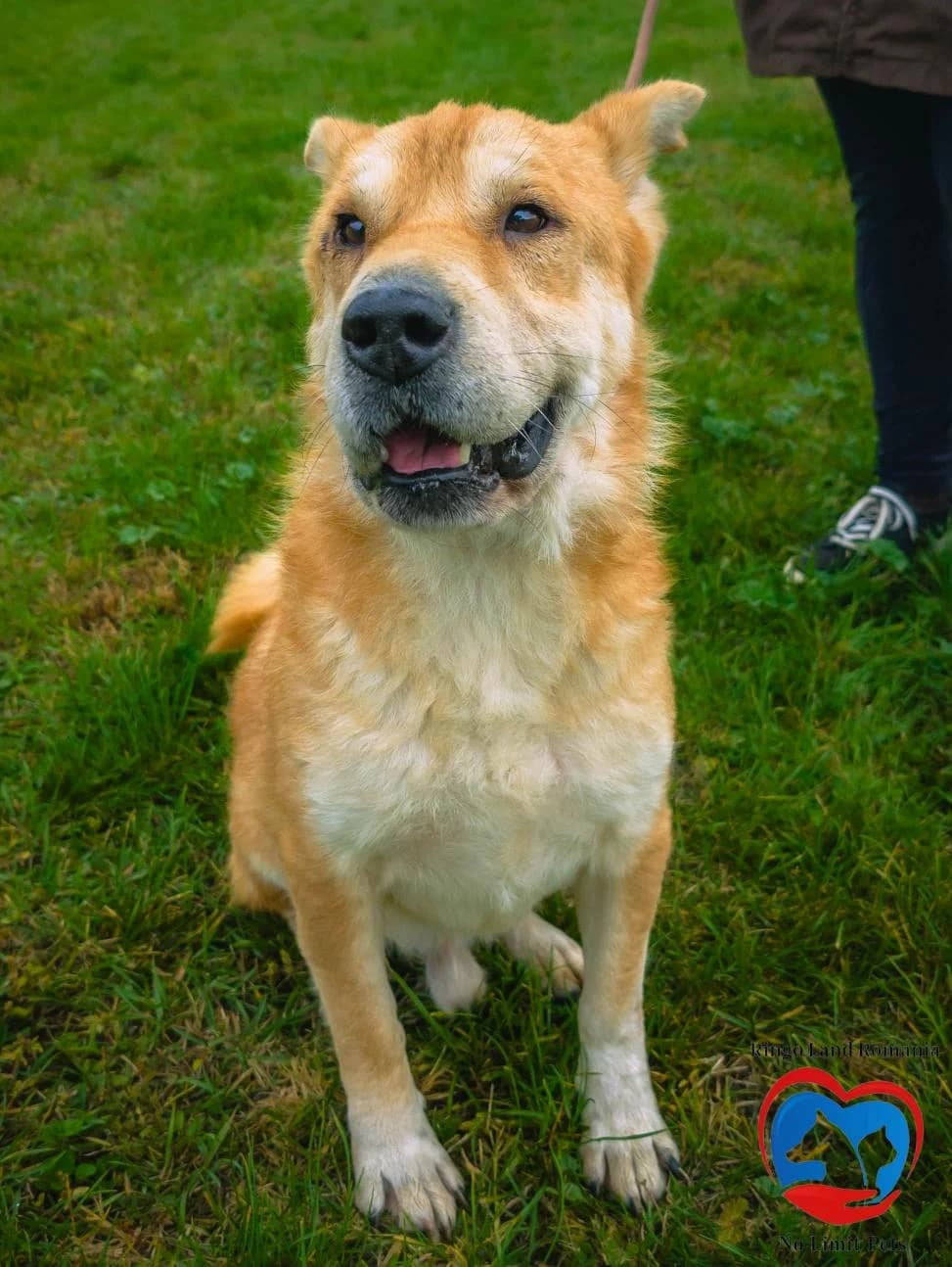 TORU 7852, male mixed breed for adoption at No Limit Pets, Romania