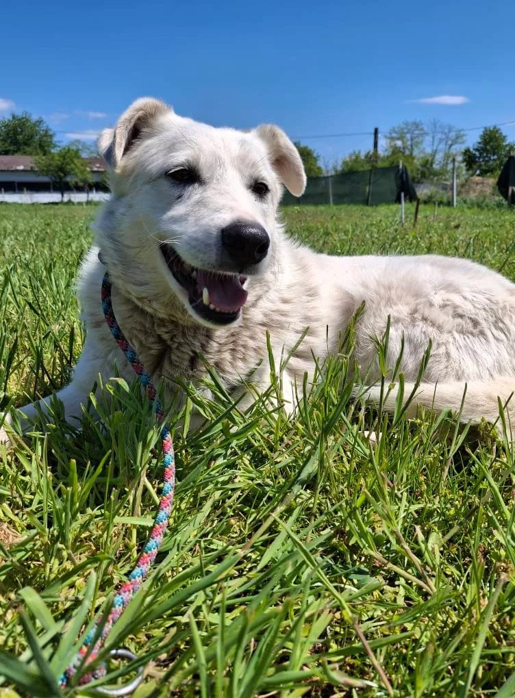 ULTIMO 4900, male mixed breed for adoption at No Limit Pets, Romania
