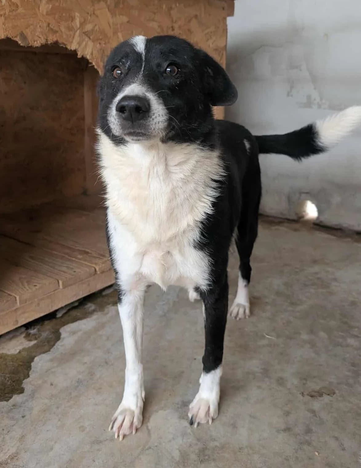 ULTIMO-6704, male 3yo Mixed Breed for adoption at No Limit Pets, Romania