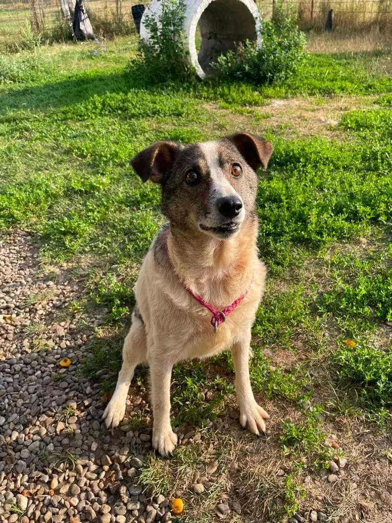 VASEA 1686, female young mixed breed for adoption at No Limit Pets, Romania