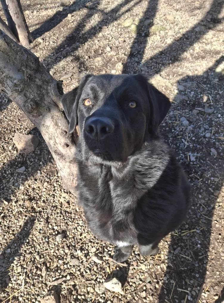 VIKTOR 3725, male 3yo Mixed Breed for adoption at No Limit Pets, Romania