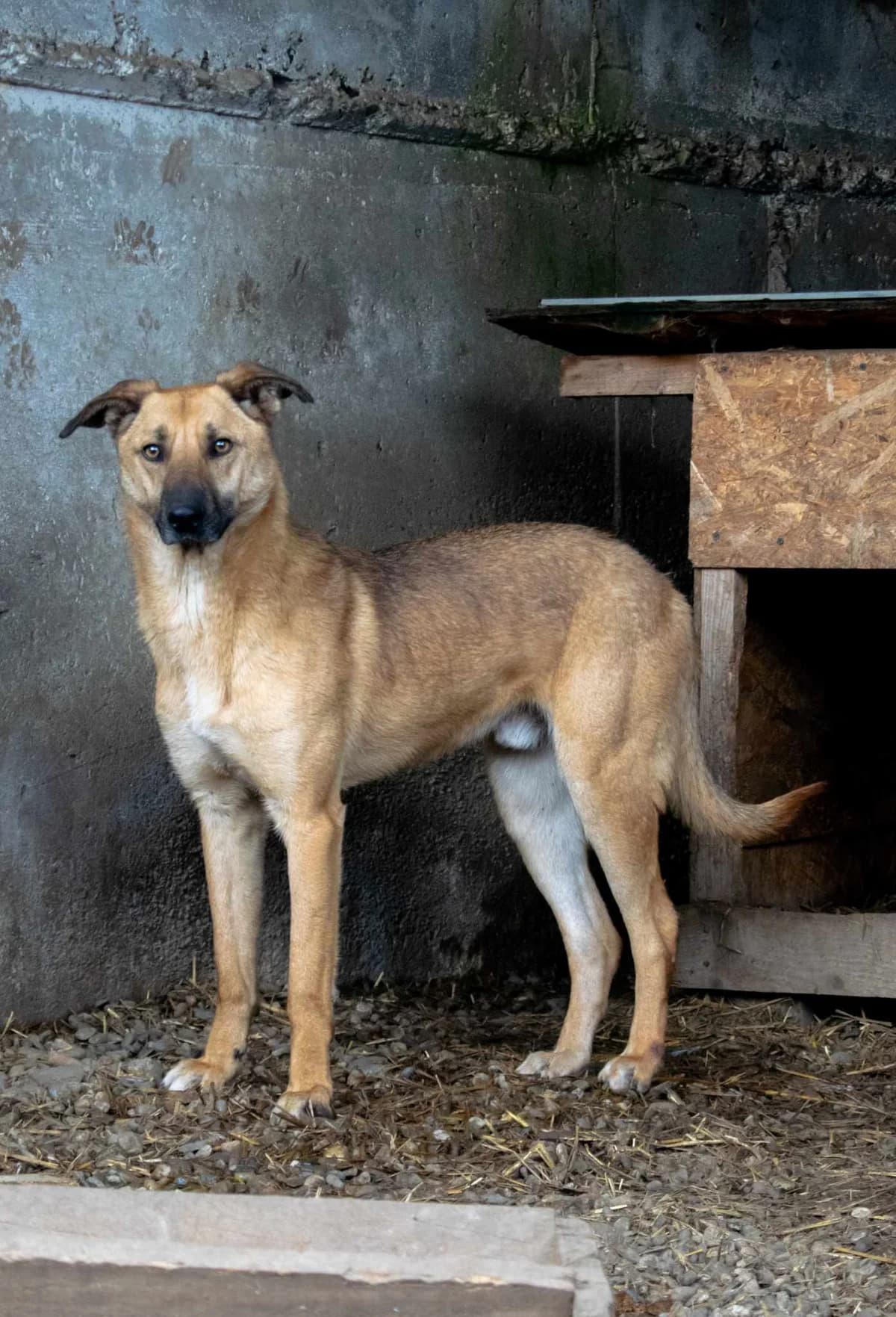 VITO 4838, male 3yo Mixed Breed for adoption at No Limit Pets, Romania