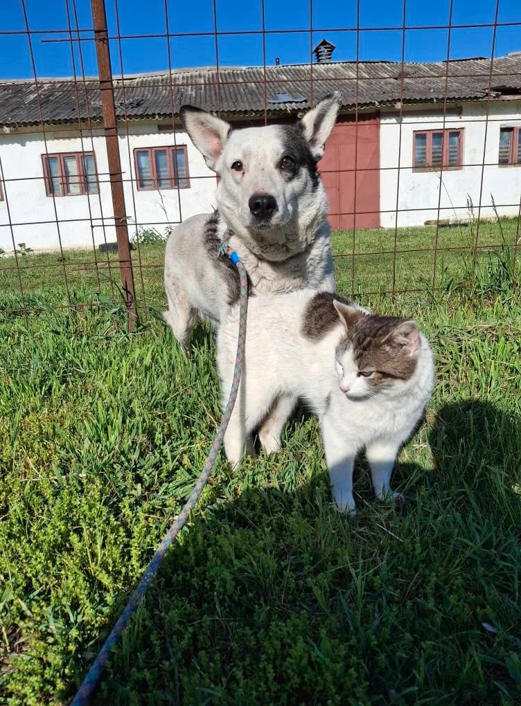 WHOOPIE 0013, female 4yo Mixed Breed for adoption at No Limit Pets, Romania