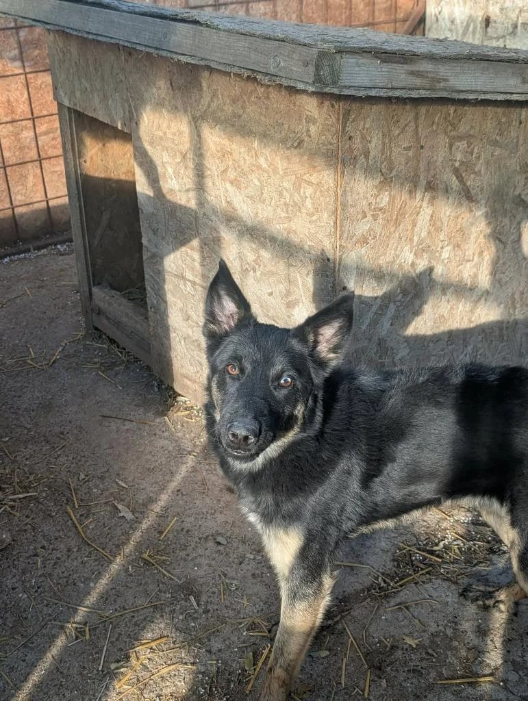WINSTON 1906, male young Husky for adoption at No Limit Pets, Romania