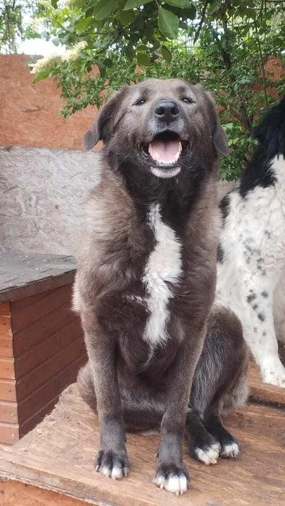 ZOE 5359, female mixed breed for adoption at No Limit Pets, Romania
