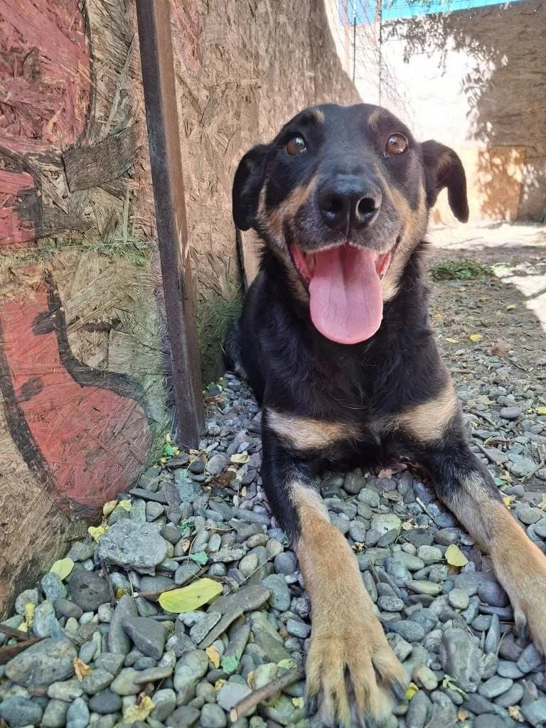 ZORA 2766 – nedisponibil, female mixed breed for adoption at No Limit Pets, Romania
