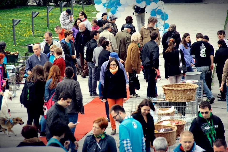 Adopta Un Catel Abandonat De La Ecarisaj, Aprilie 2014, male Mixed Breed for adoption at NUCA Romania, Cluj-Napoca